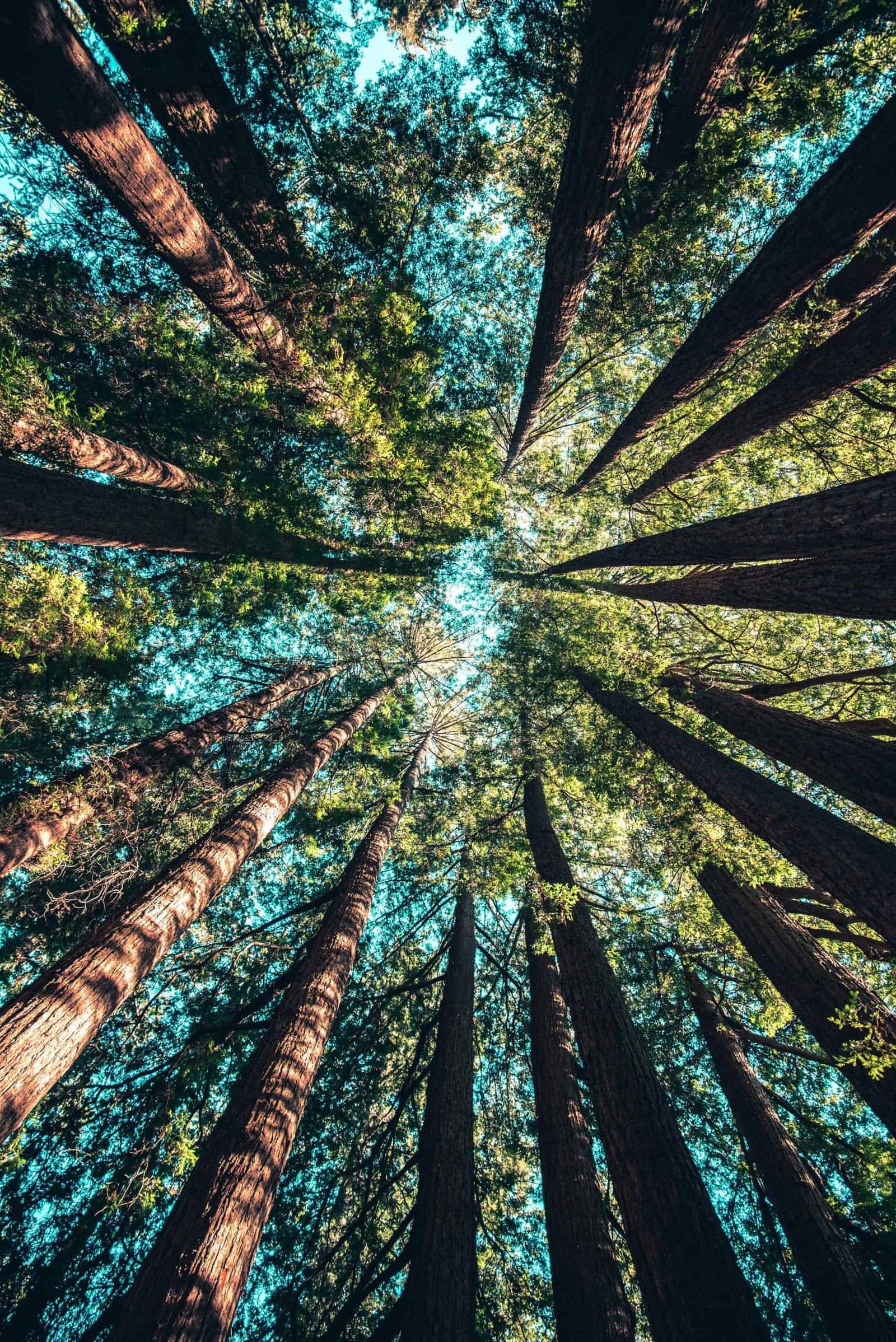 trees at daytime